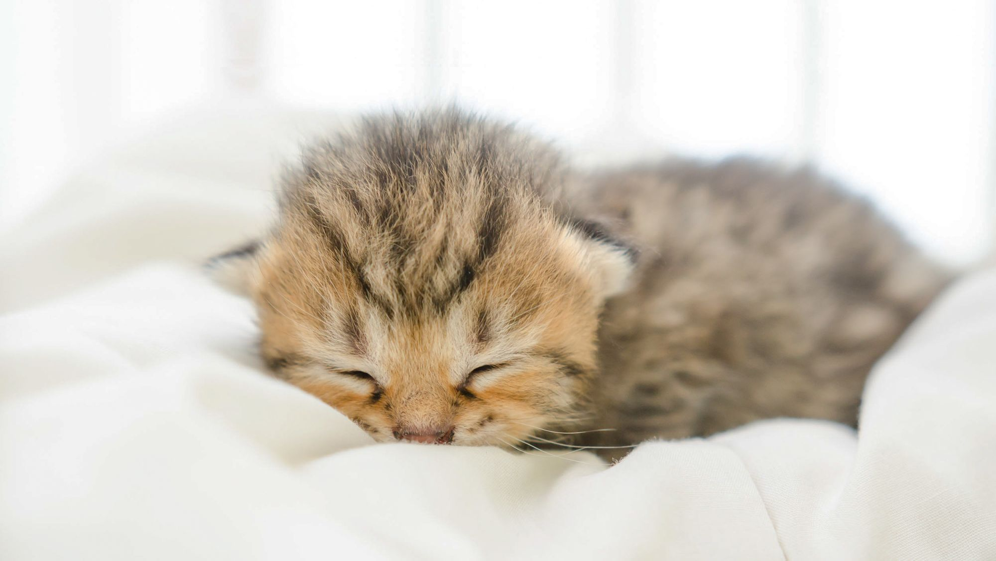 kitten lying down indoors