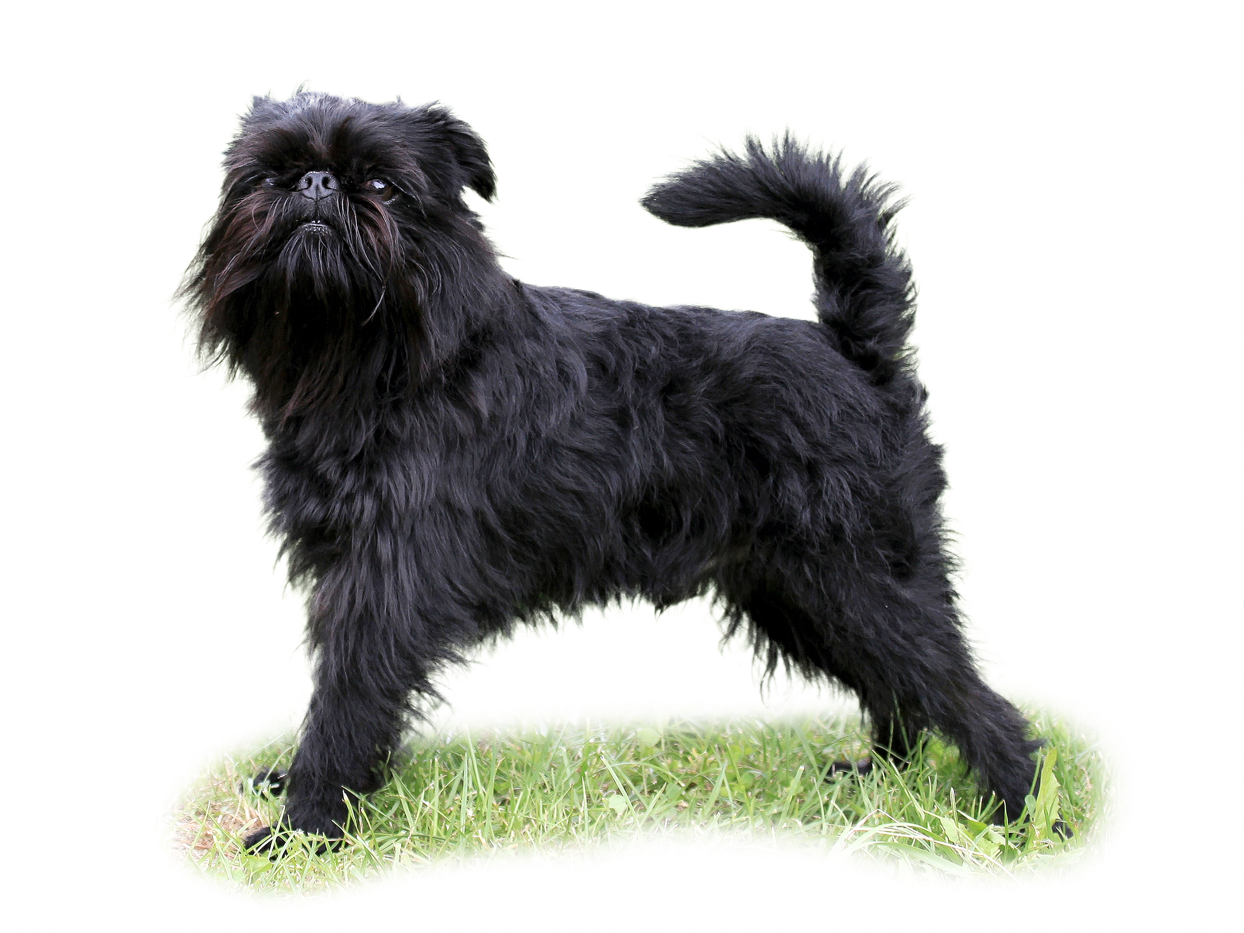 Griffon belge adult black and white