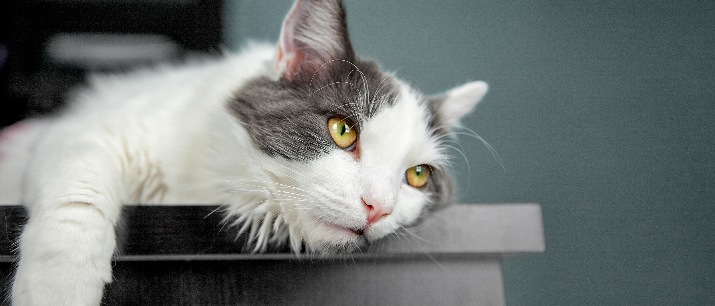 Young cat lying down on an examination table in a vets office.