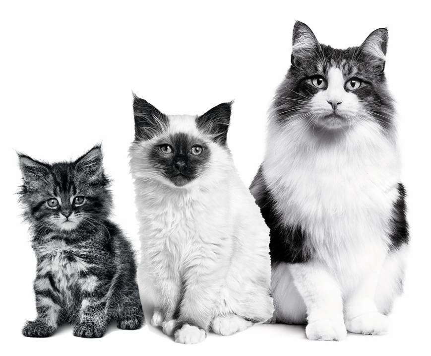 Three cats and kittens sitting in black and white