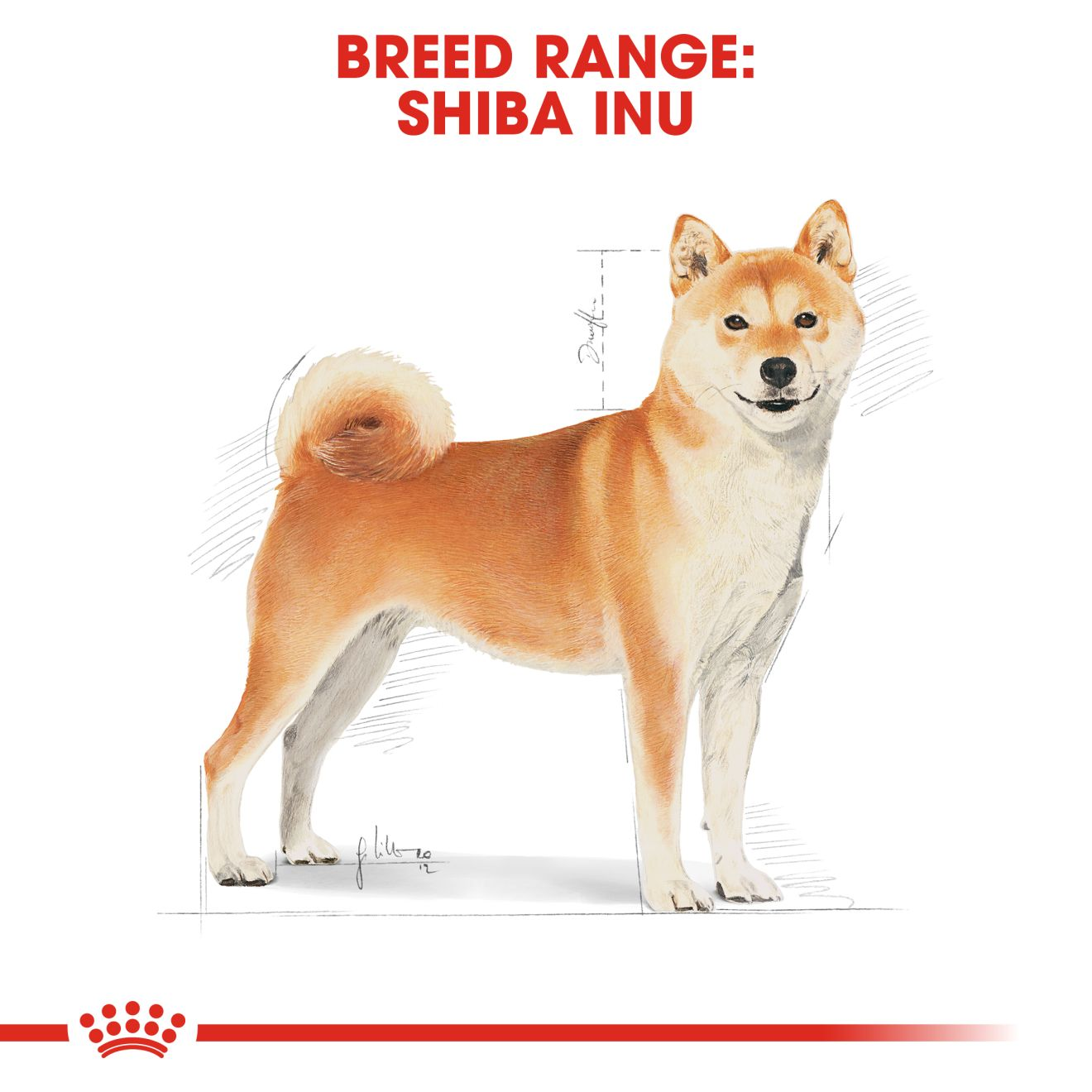 Shiba Inu Adult