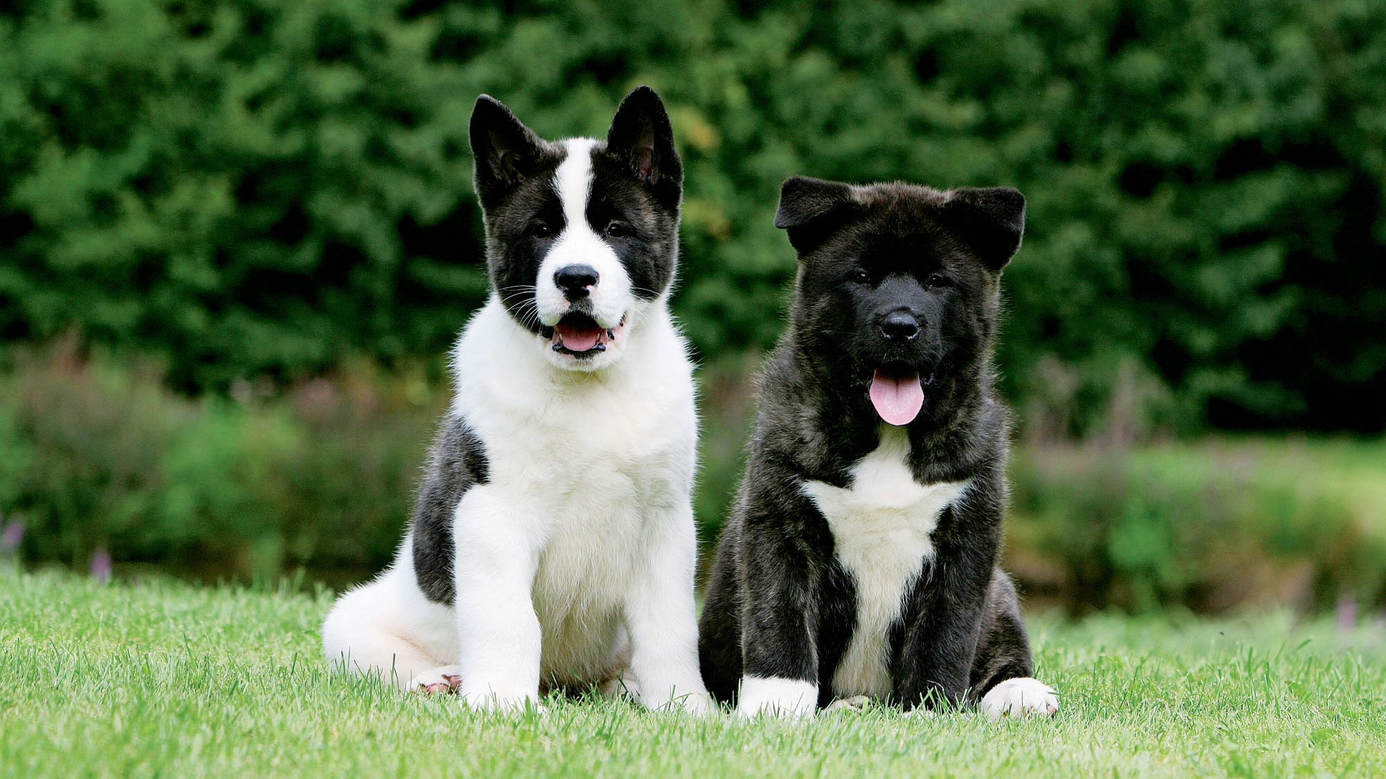 Two black and white American Akita puppies sat on the grass
