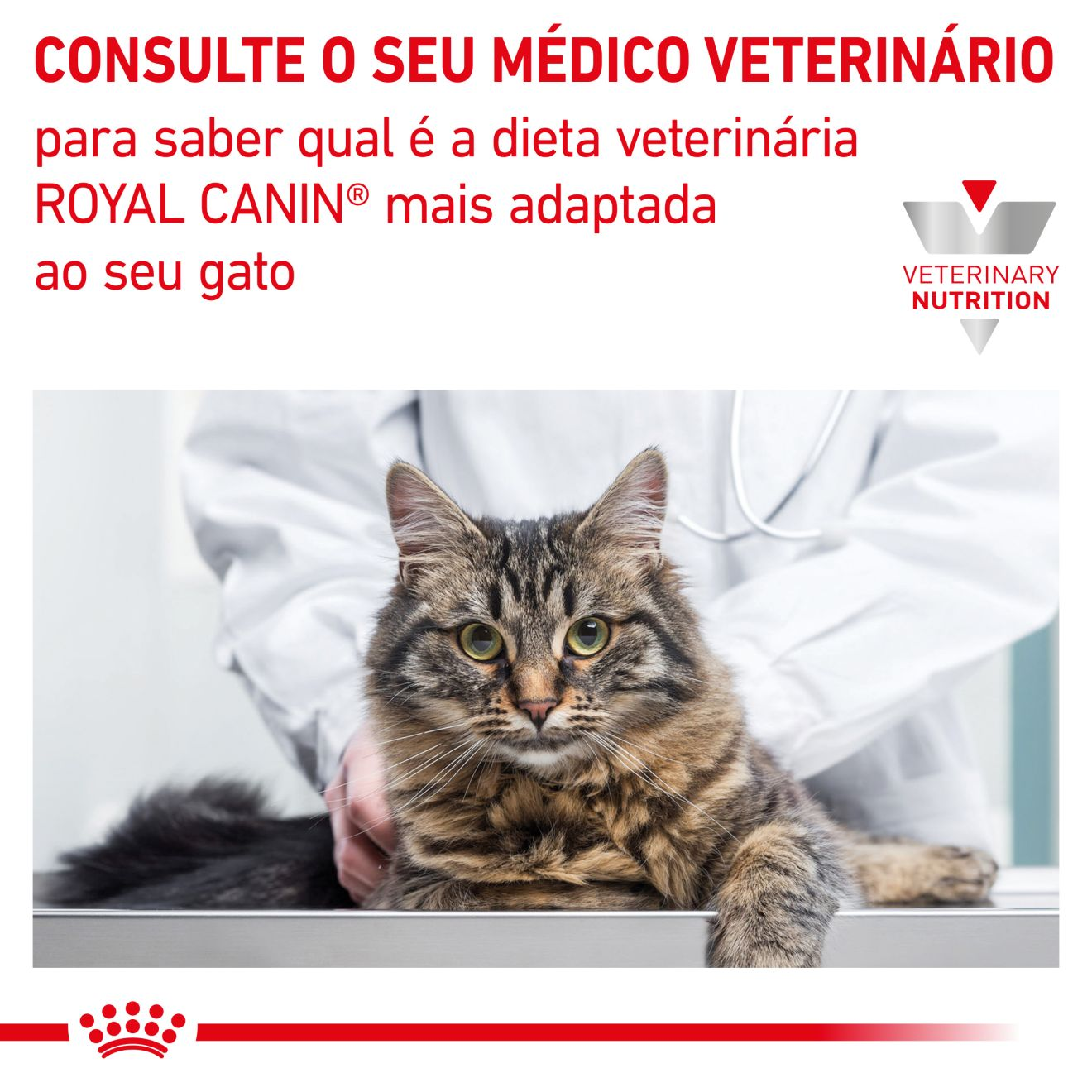 Renal Patê