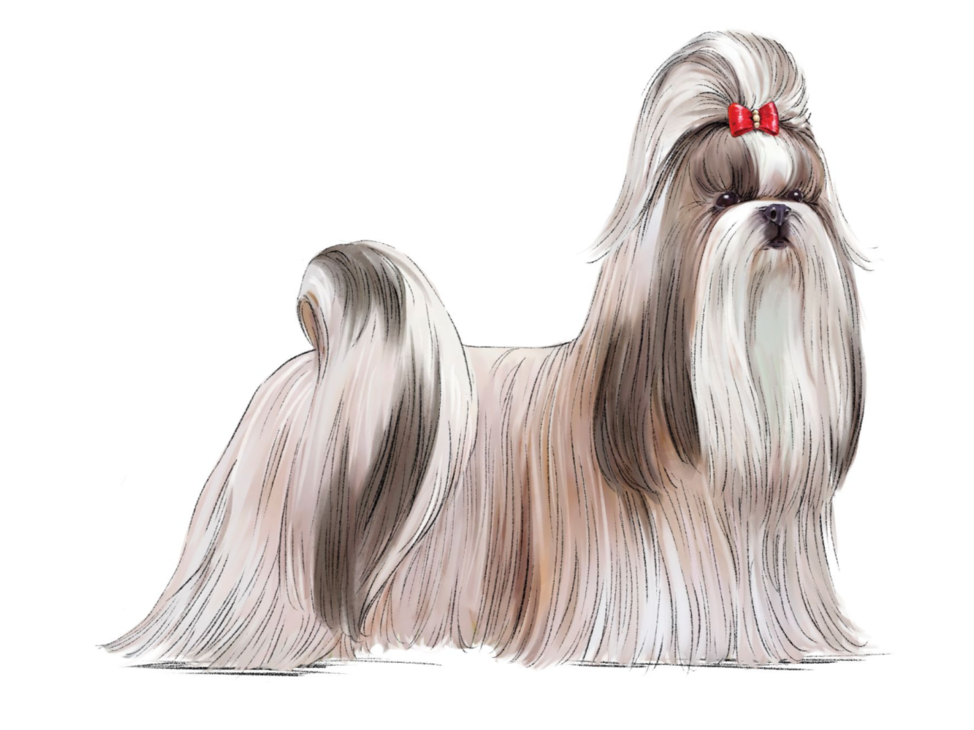 Illustration of Shih Tzu with red bow clip
