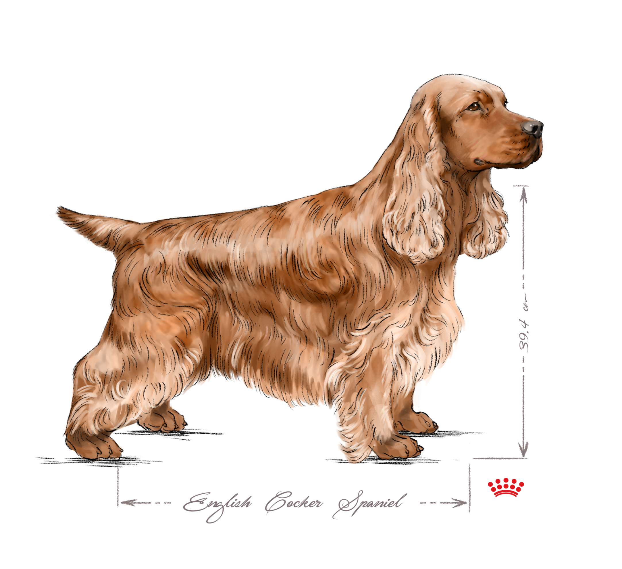 English Cocker Spaniel adult in black and white