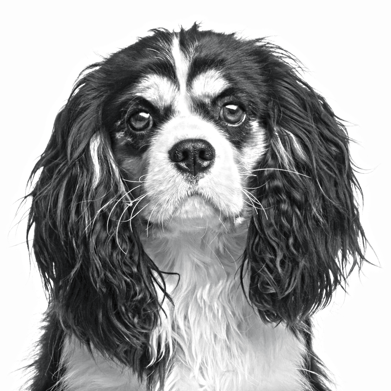 Black and white close-up of a English Toy Spaniel