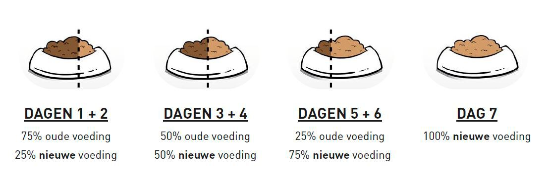 Schéma de transition alimentaire pour chat