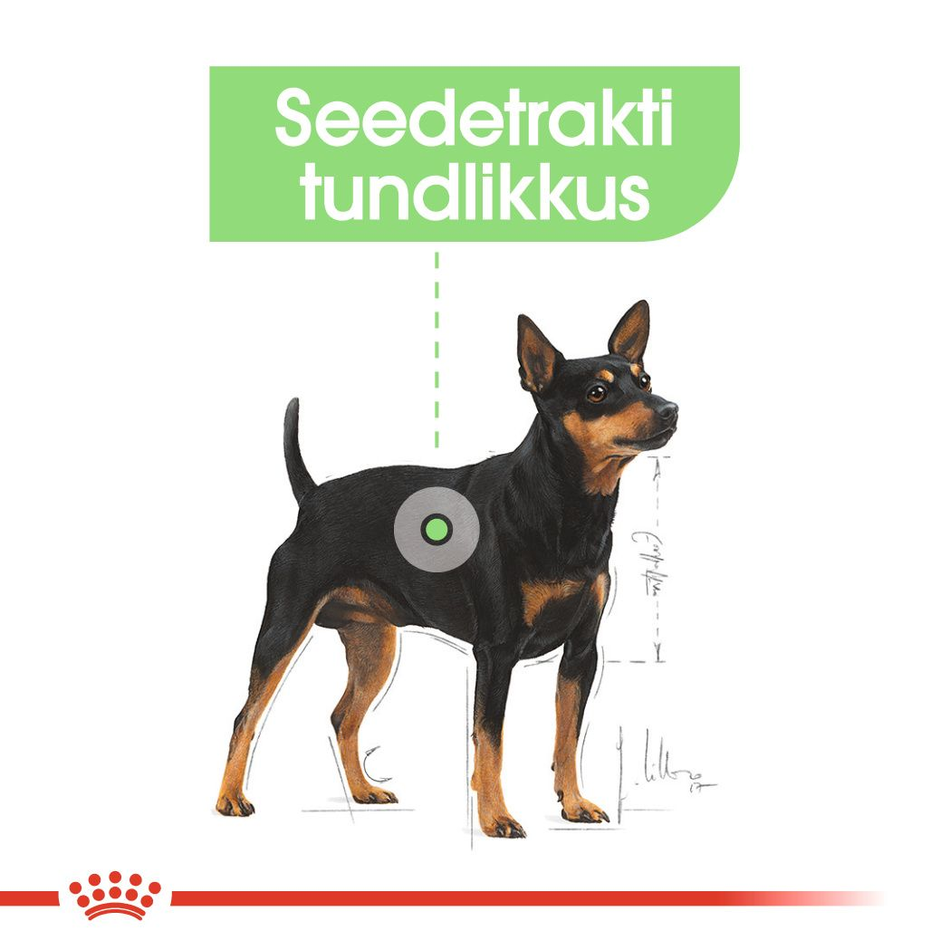 Royal Canin Mini Digestive Care kuivtoit