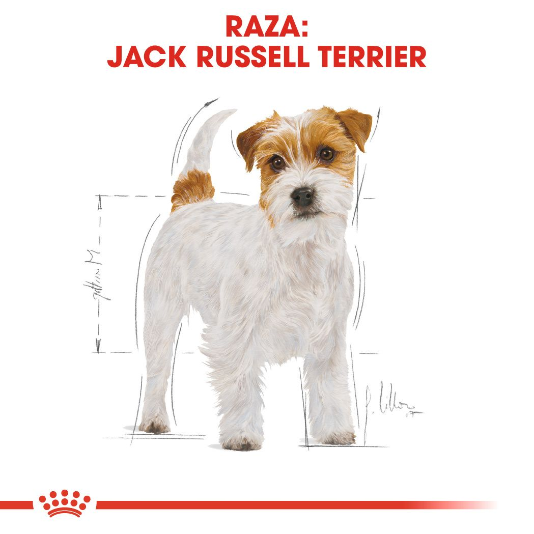 Jack Russel Adult