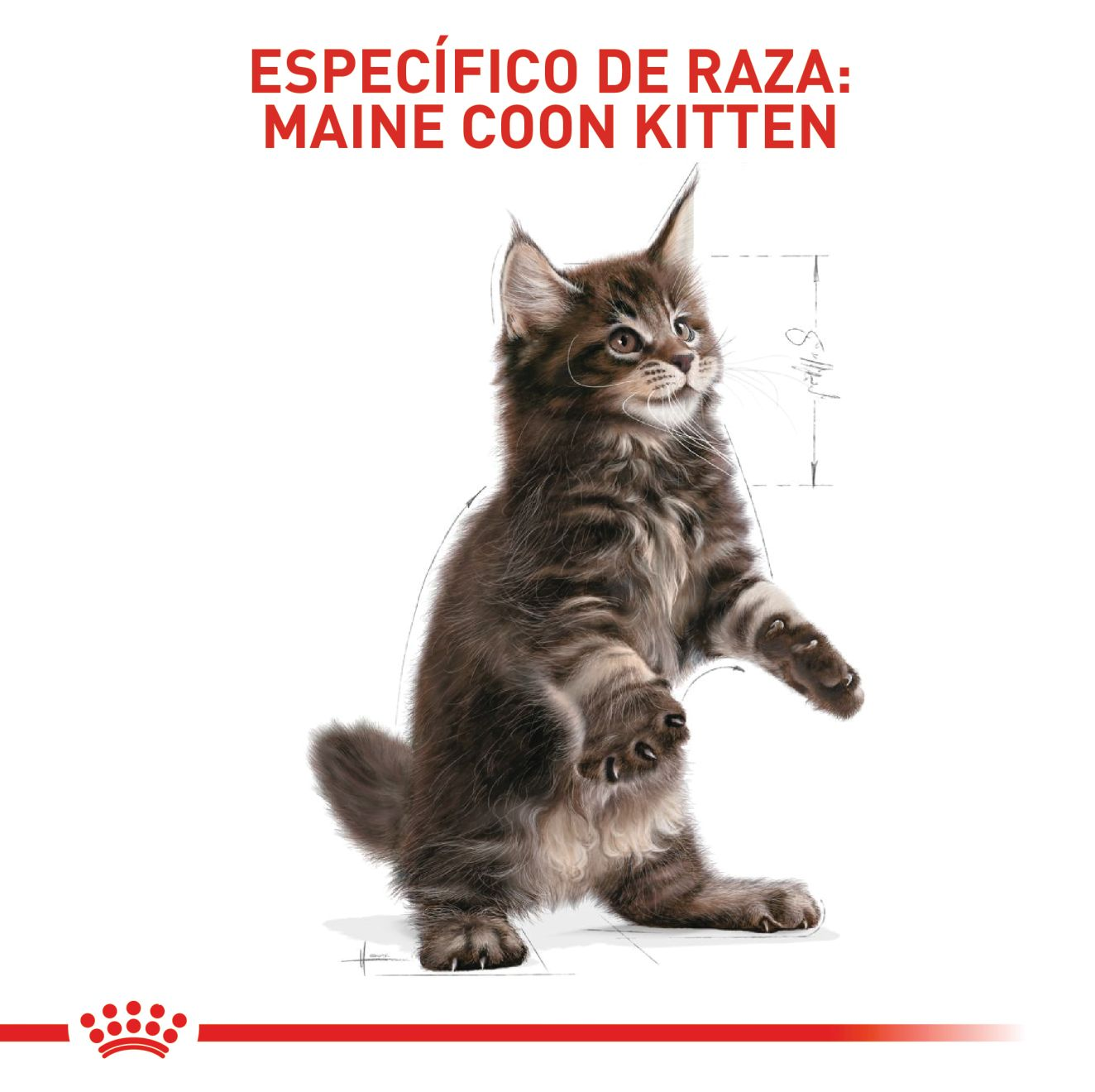 Maine Coon Kitten | Royal Canin CO