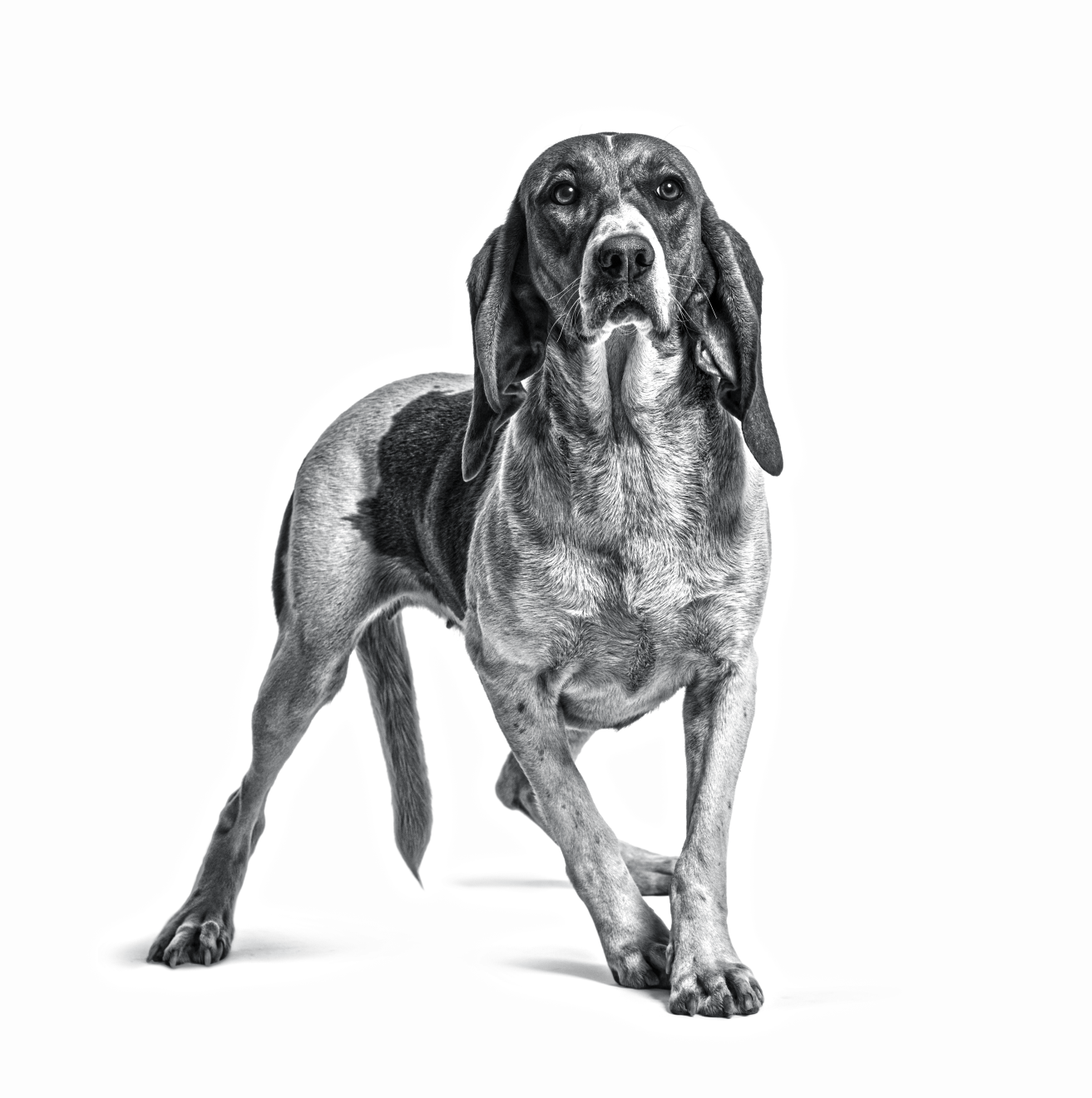 artois-hound-wb-ws-1