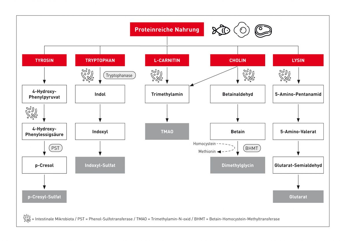 Stoffwechselwege einiger urämischer Toxine, die aus mit der Nahrung zugeführten Nährstoffen gebildet werden.