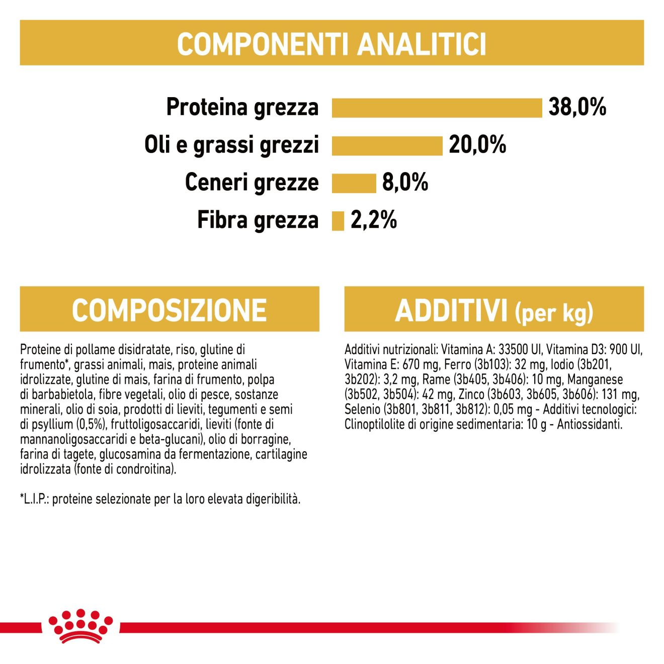 British Shorthair Kitten