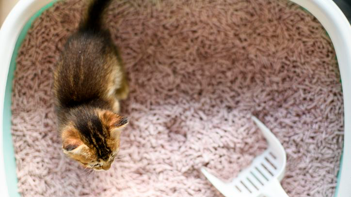 Vue au-dessus du bac à litière avec un chaton à l'intérieur