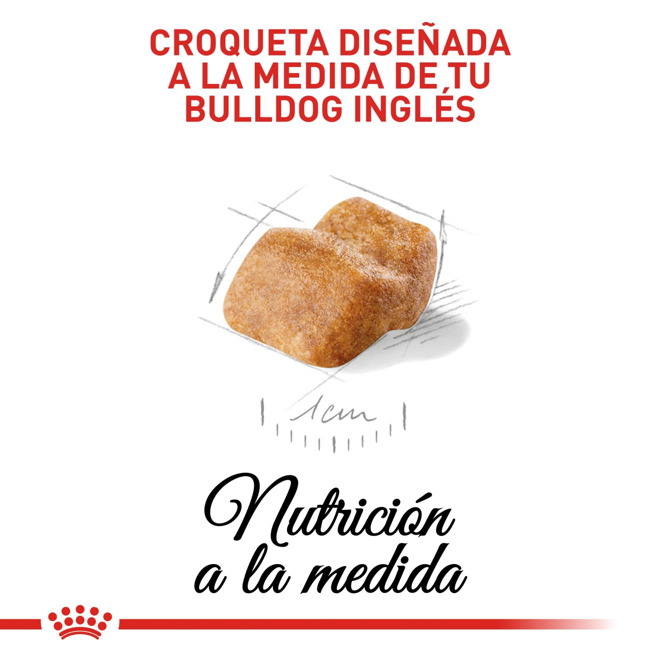 Bulldog Inglés Cachorro