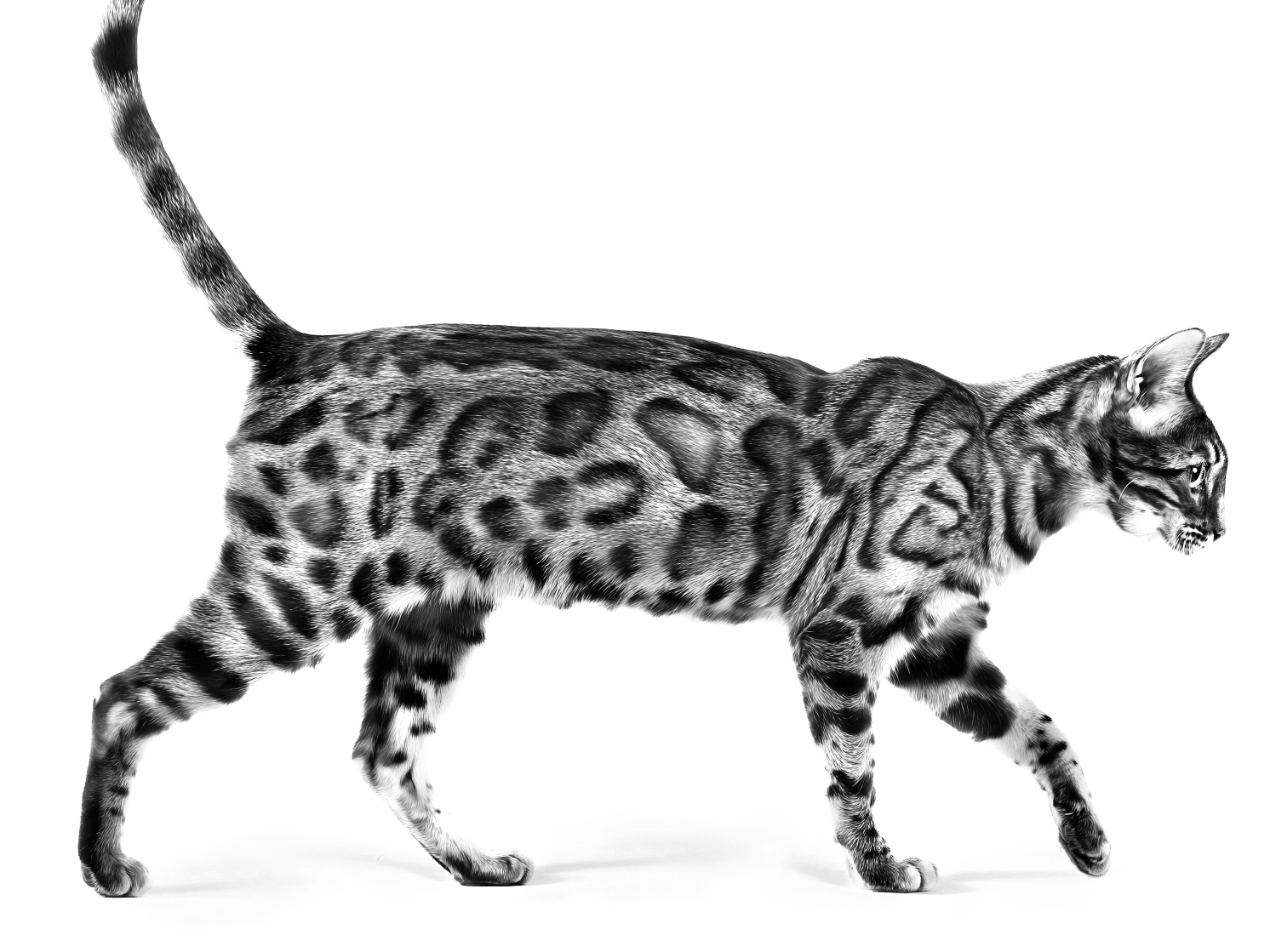 Vista lateral de un gato Bengalí caminando en blanco y negro
