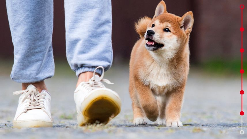 training puppy is walking next to the dog handler