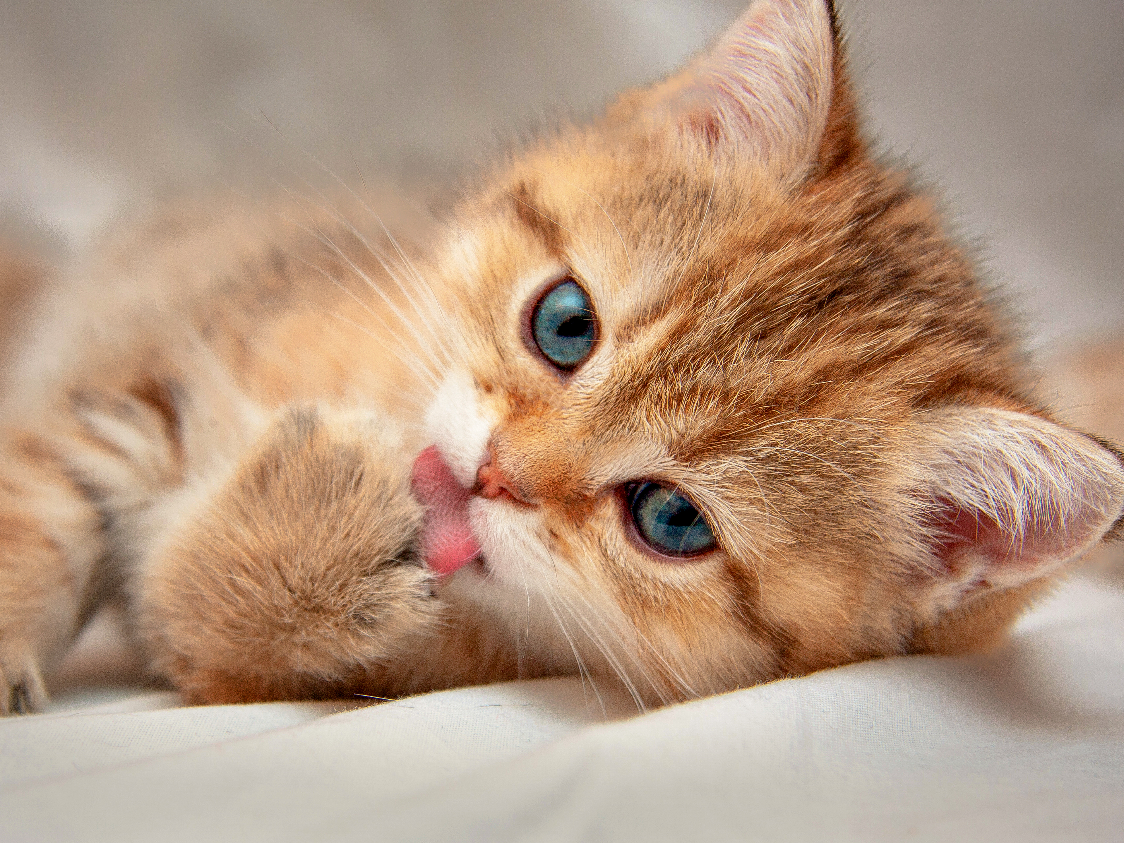 Kitten lying down on a white blanket licking its paw