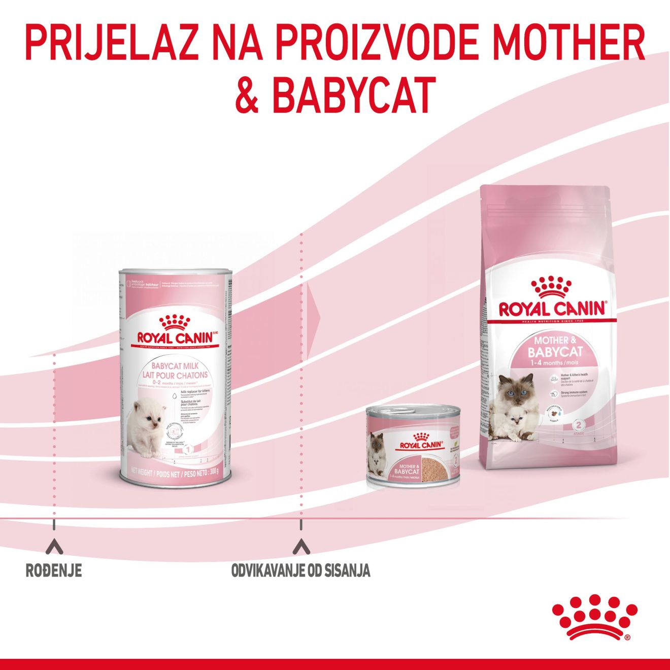 BABYCAT MILK