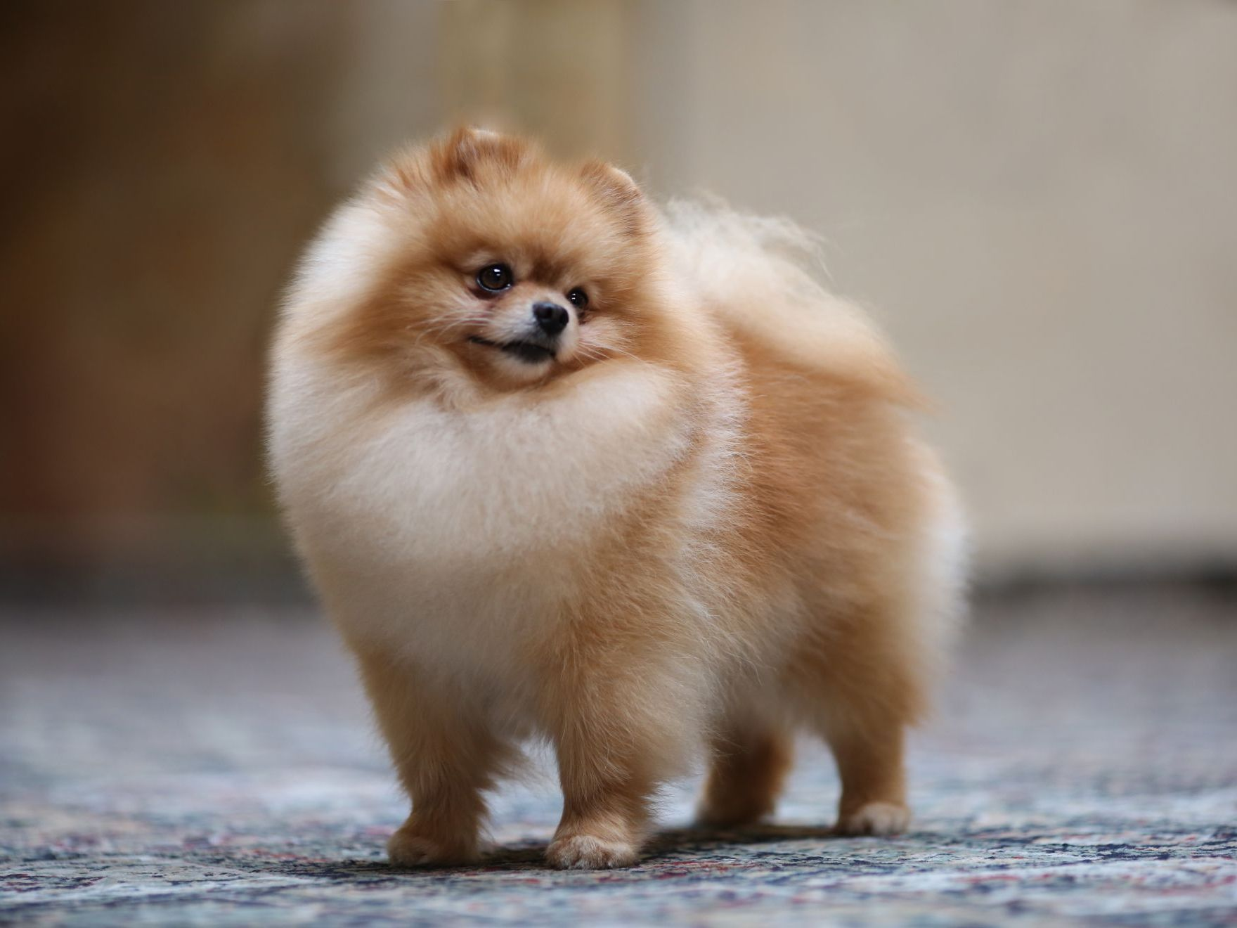 Portrait d'un loulou de Poméranie