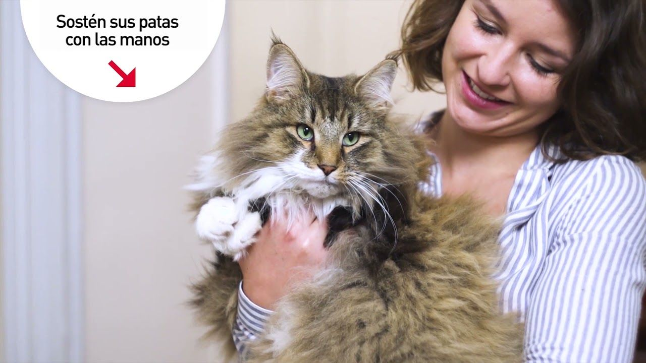 10 consejos para transportar a tu gato al veterinario