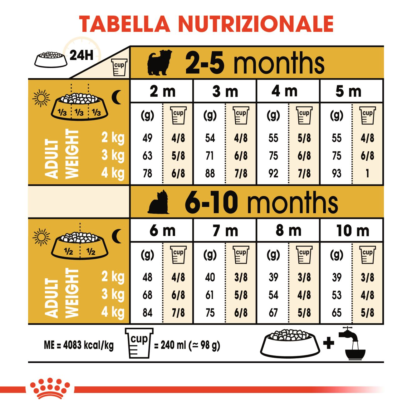 Yorkshire Terrier Puppy