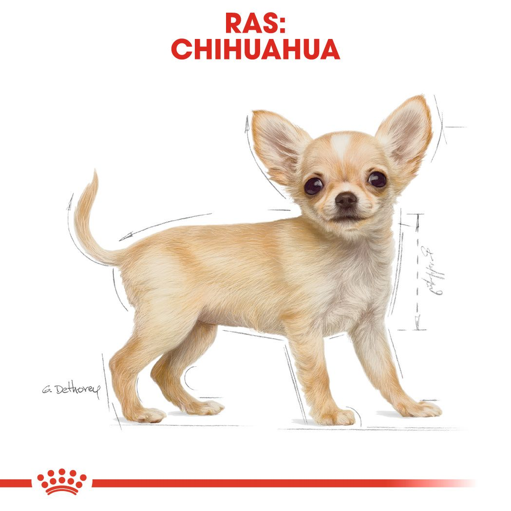 Chihuahua Puppy