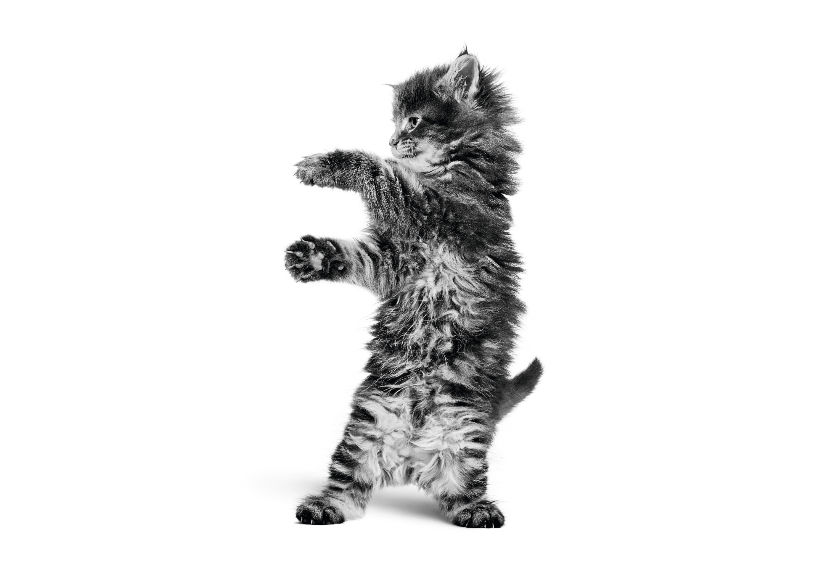 Maine coon kitten standing in black and white on a white background