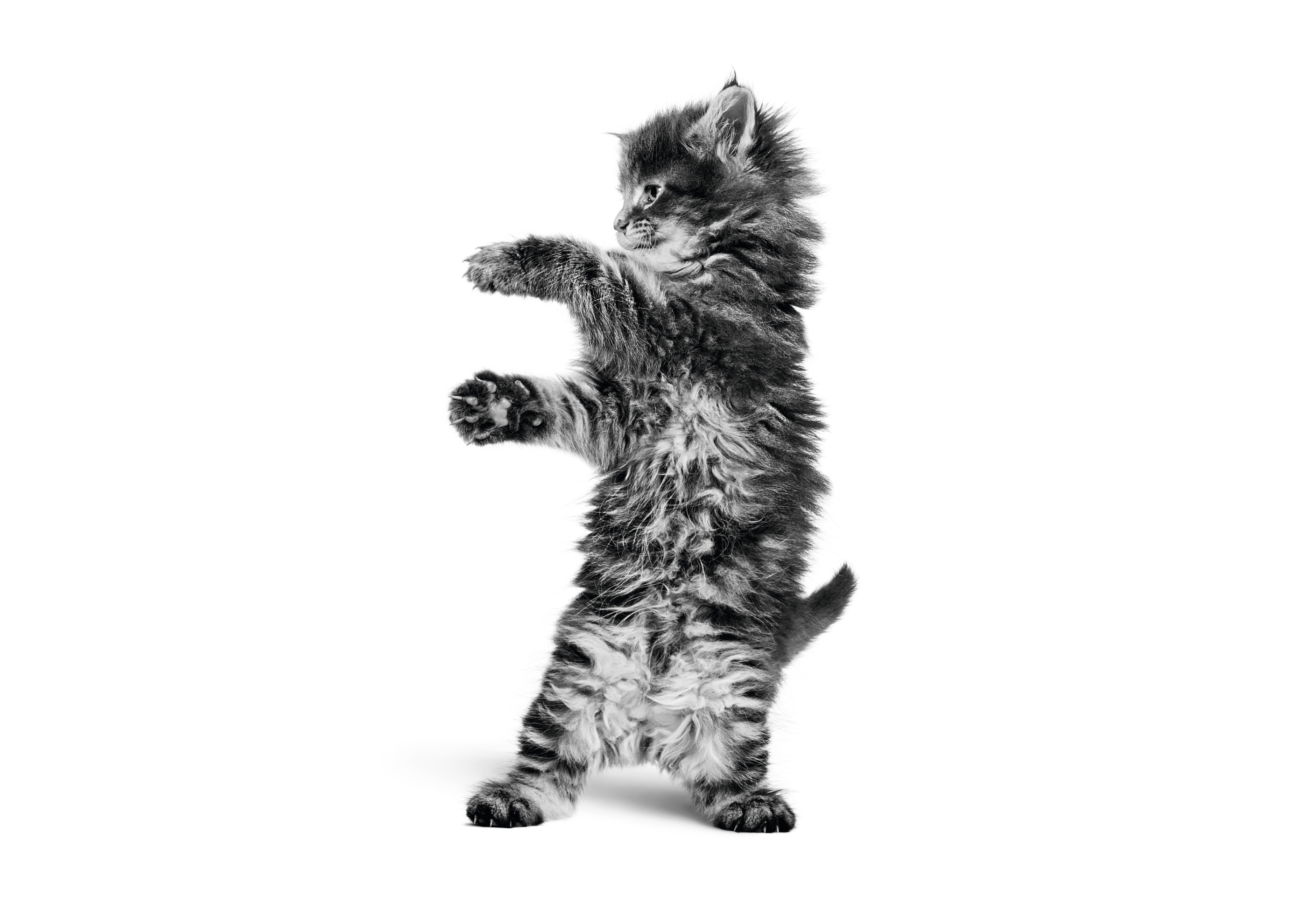 Maine Coon kitten sitting in black and white on a white background