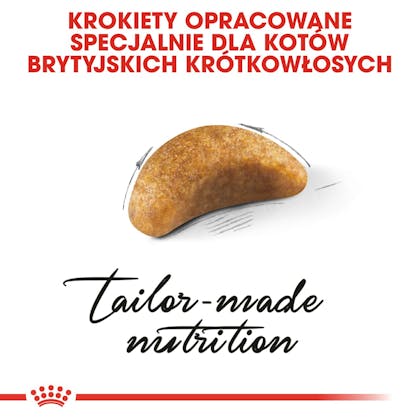 RC-FBN-KittenBritishShorthair-CV3_017_POLAND-POLISH
