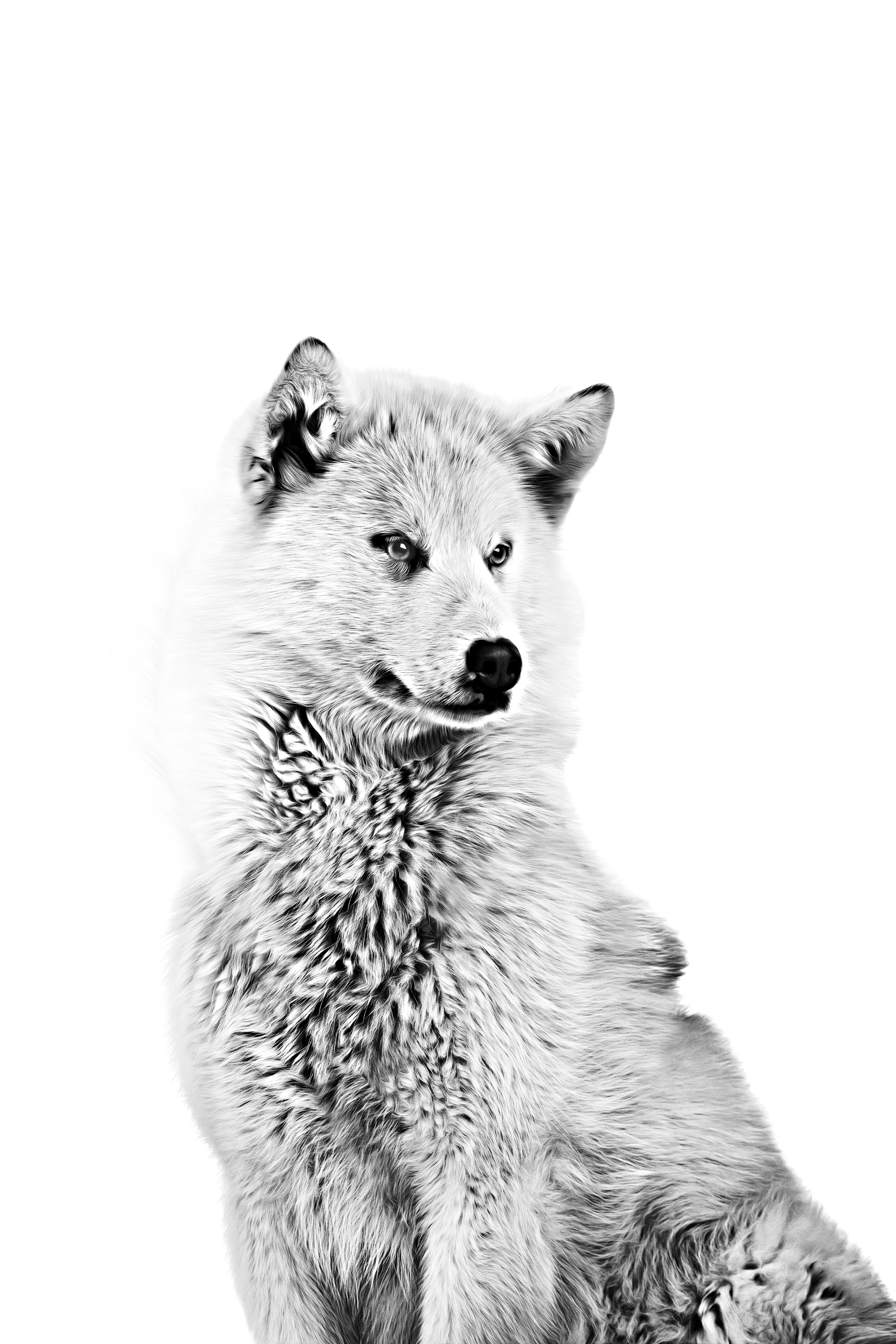 Взрослая гренландская собака на черно-белой фотографии