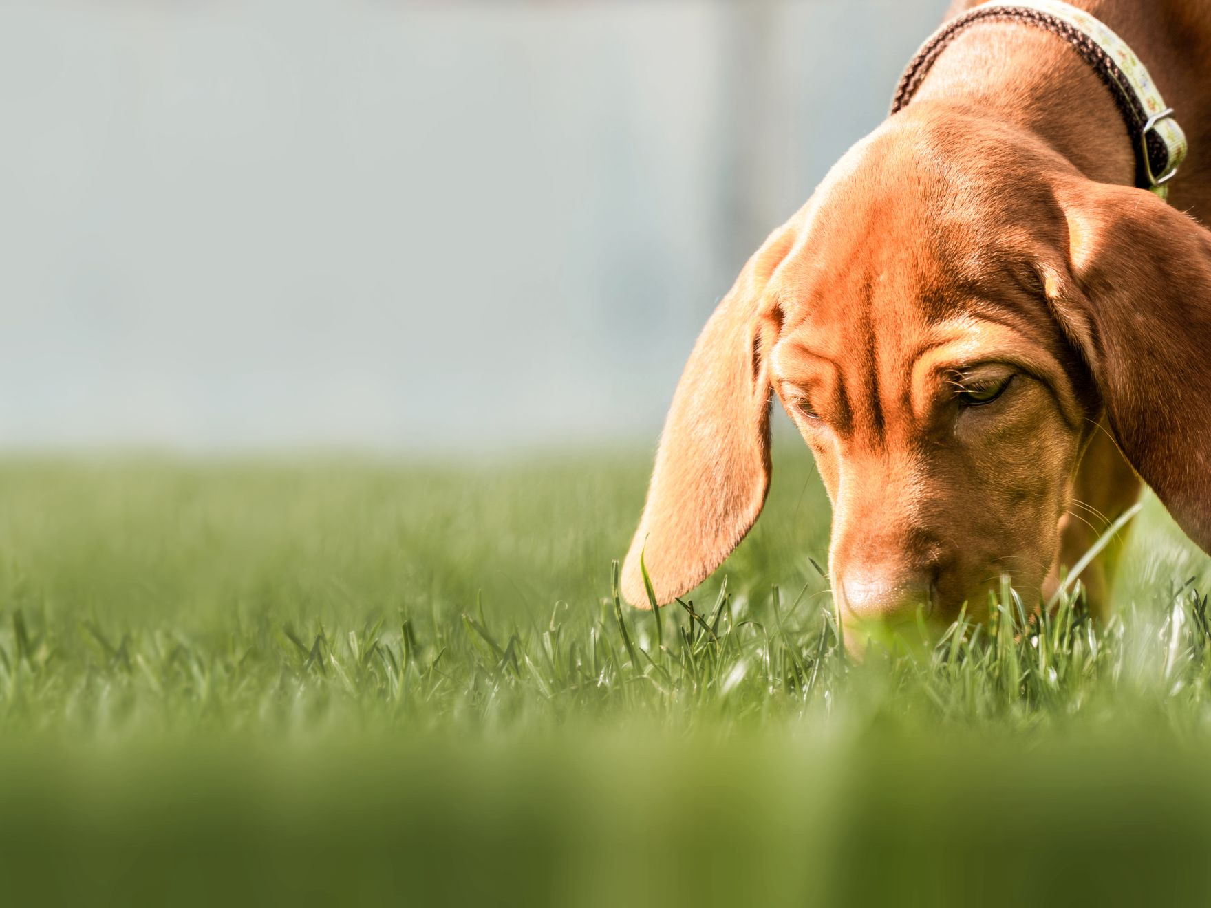 外で草の匂いを嗅ぐハンガリアン ビズラの子犬