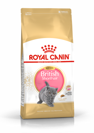 FBN British Shorthair Kitten