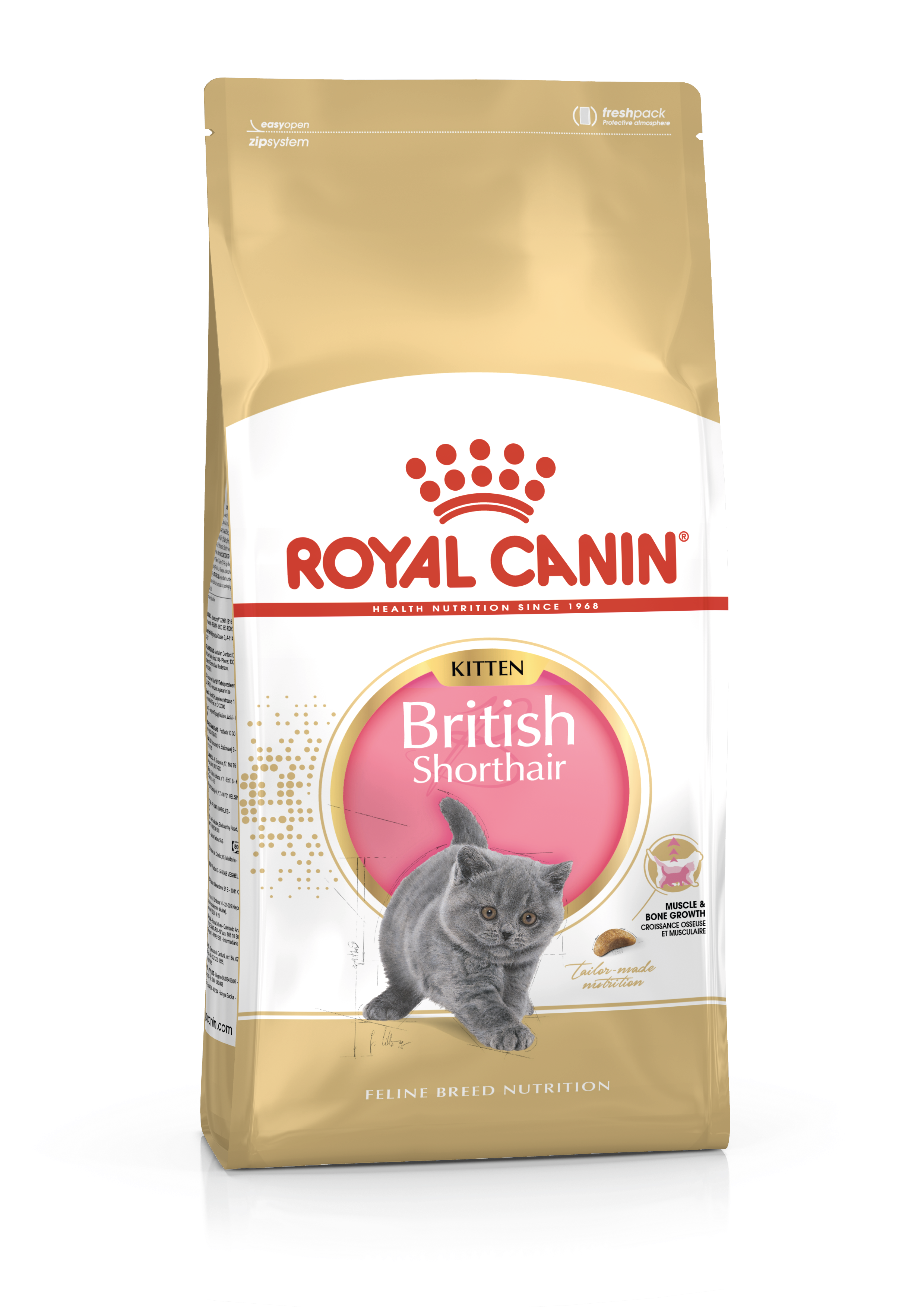 British Shorthair Kitten Royal Canin