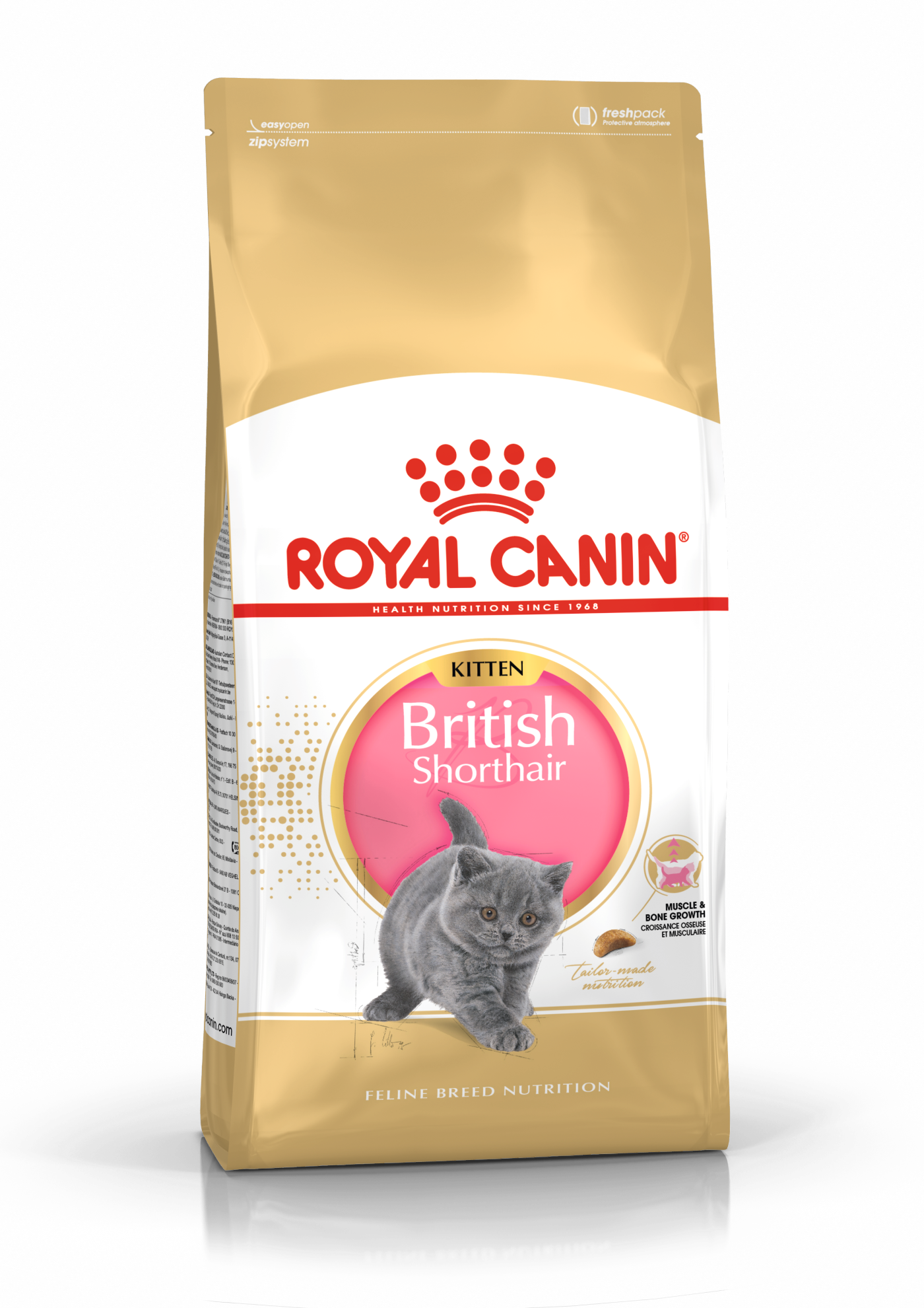 British Shorthair Kitten Royal Canin Indonesia