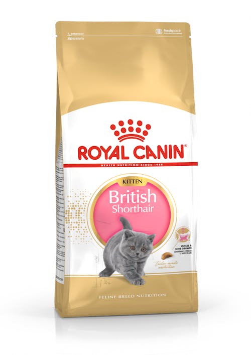 British Shorthair Kitten (Британская короткошерстная киттен)