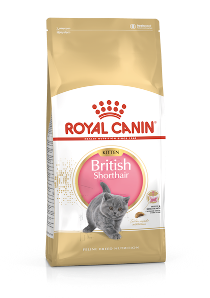 FBN2016_PACKSHOT_BRITISH SHORTHAIR_KITTEN