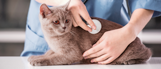Young cat lying down on an examination table being checked over by a vet.