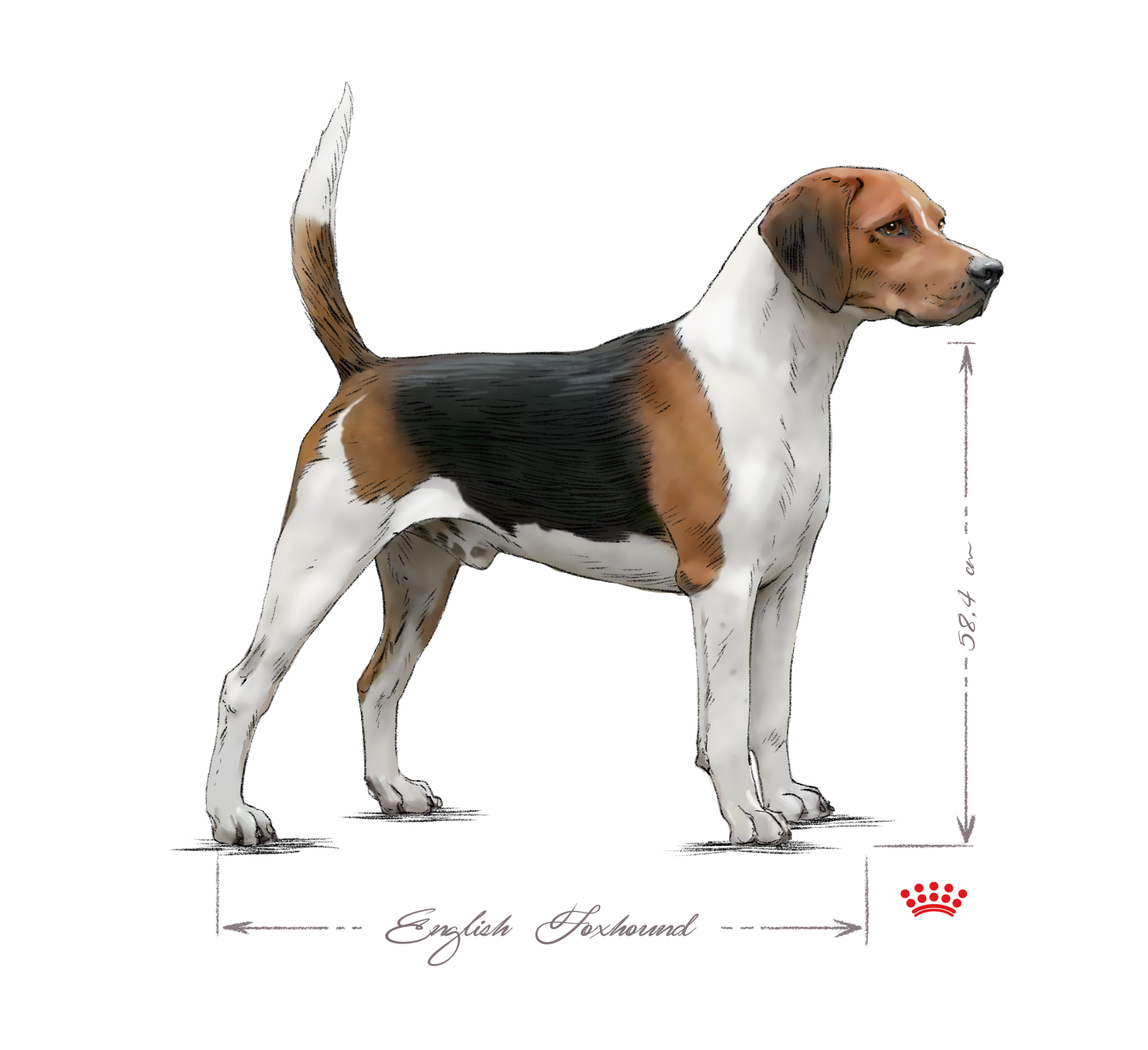 English foxhound black and white
