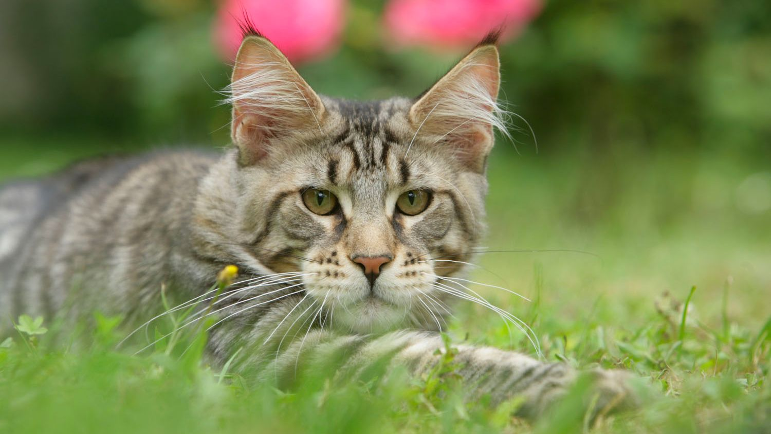 Frontansicht einer im Gras liegenden Maine-Coon-Katze