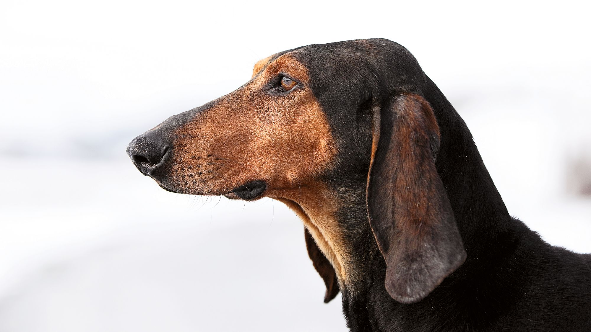 Close-up of a black and tan Italian Shorthaired Hound looking to the side