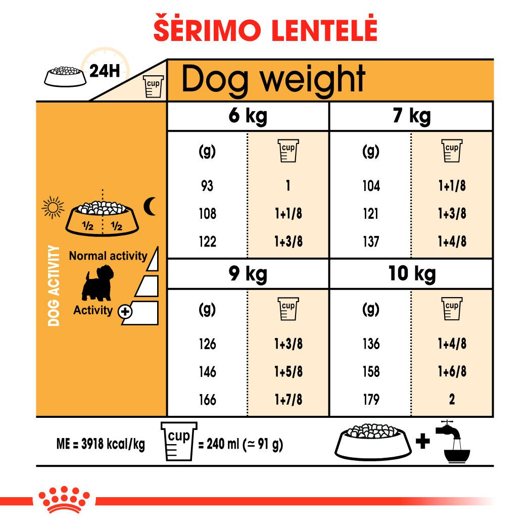 West Highland White Terrier Adult