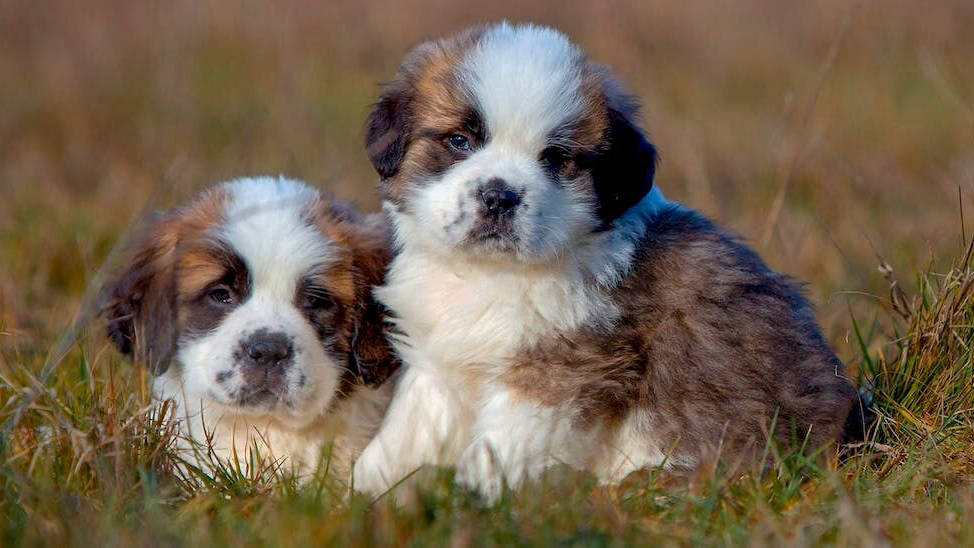 dua anak anjing duduk di luar ruangan di atas rumput