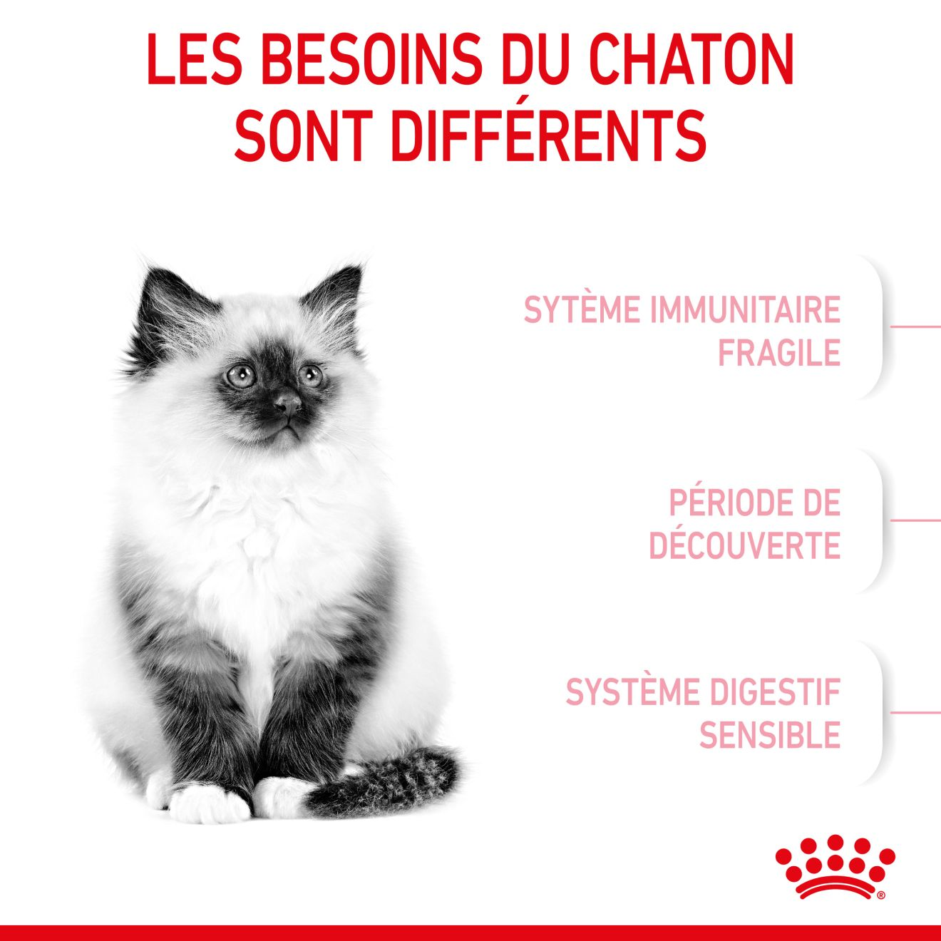 Kitten pour chaton