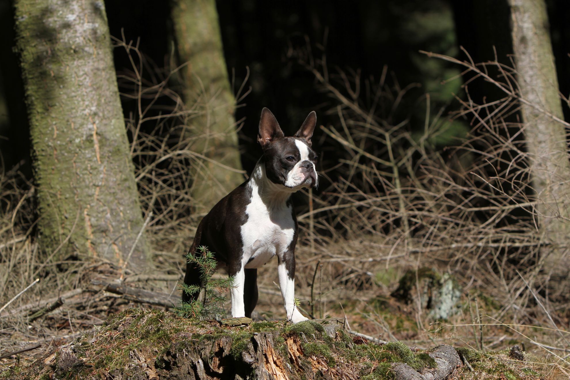 Boston Terrier standing amidst fallen twigs