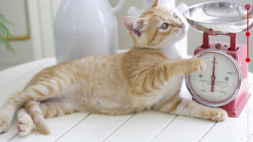 kitten at kitchen counter with scale