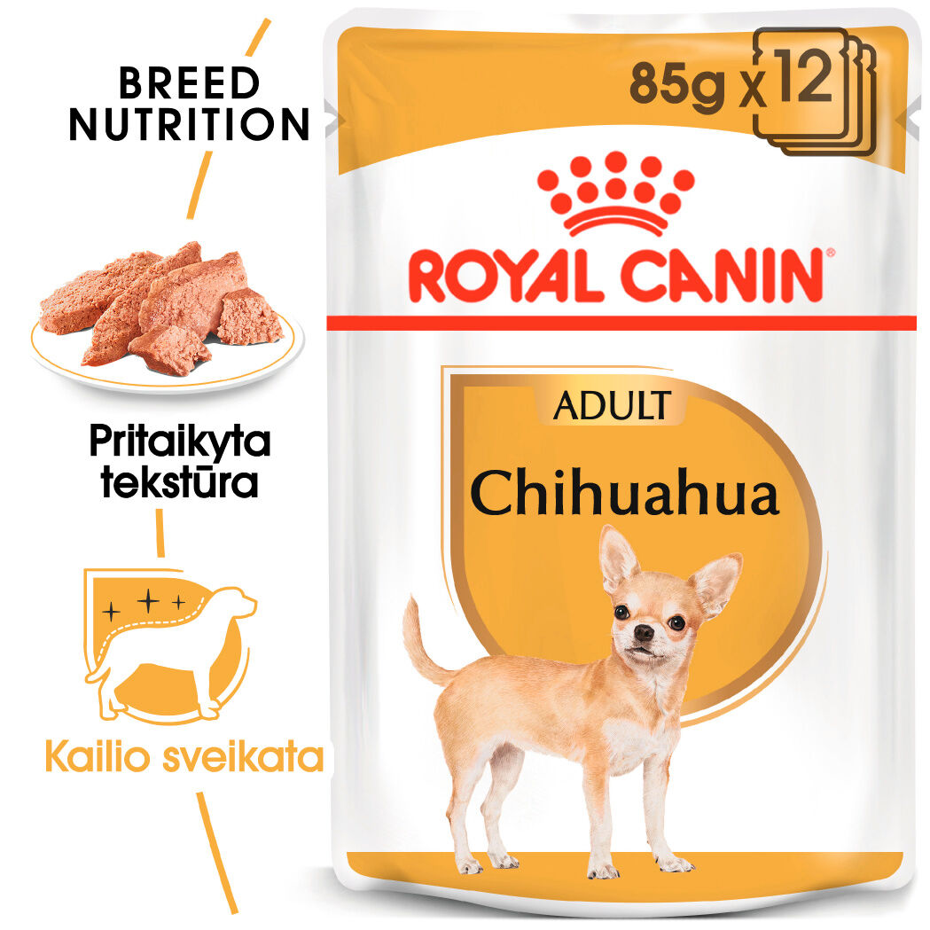 Chihuahua