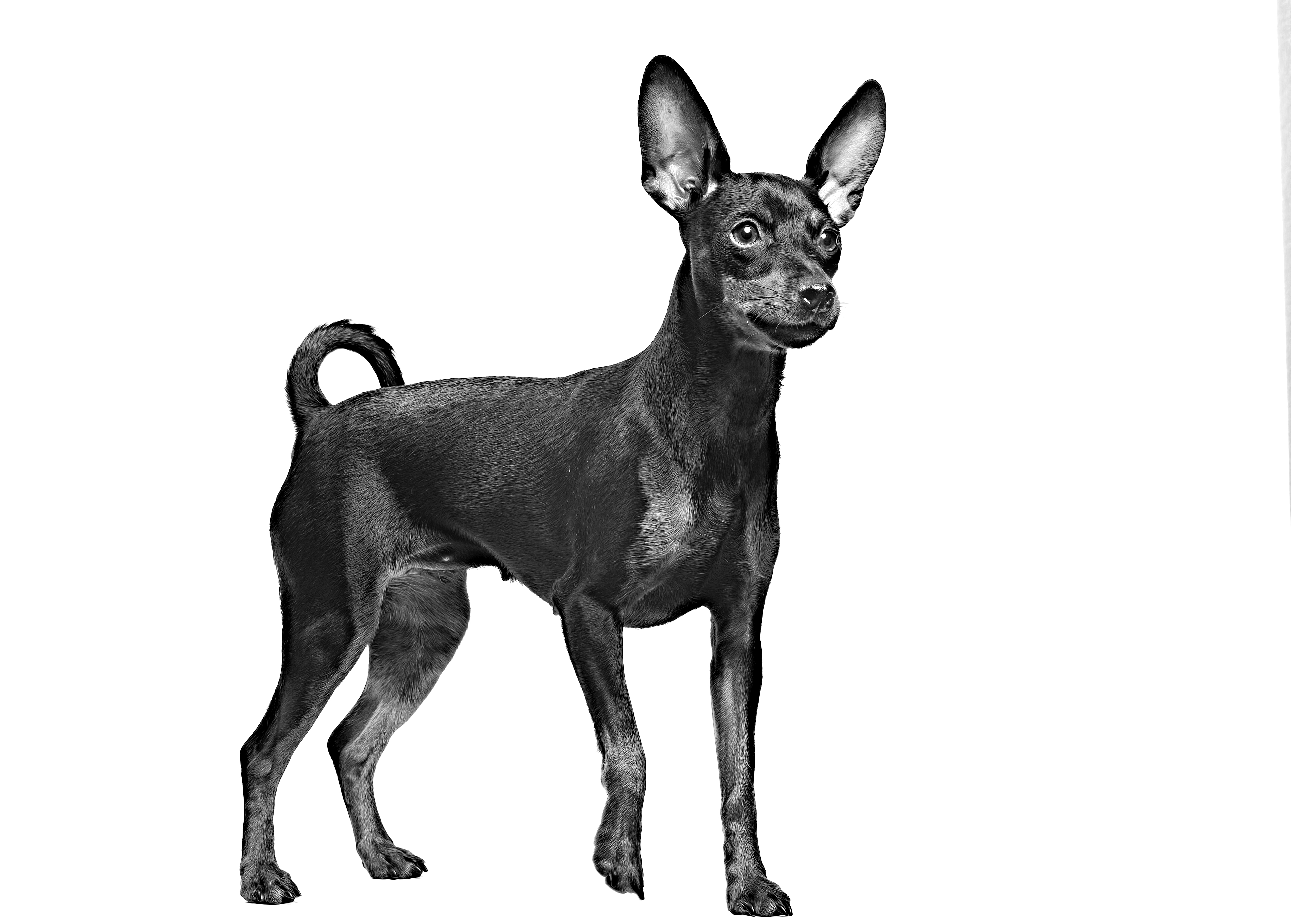 Miniature Pinscher adult black and white