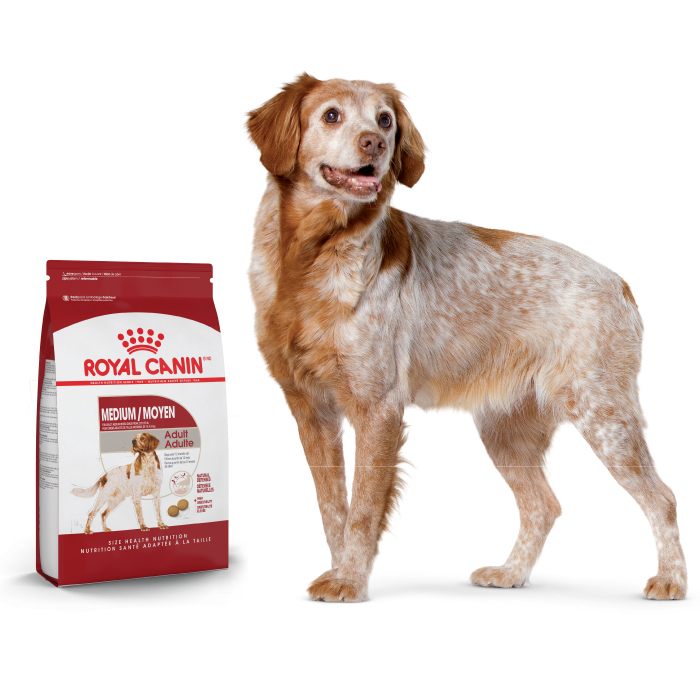 French Spaniel adult standing next to a medium product pack