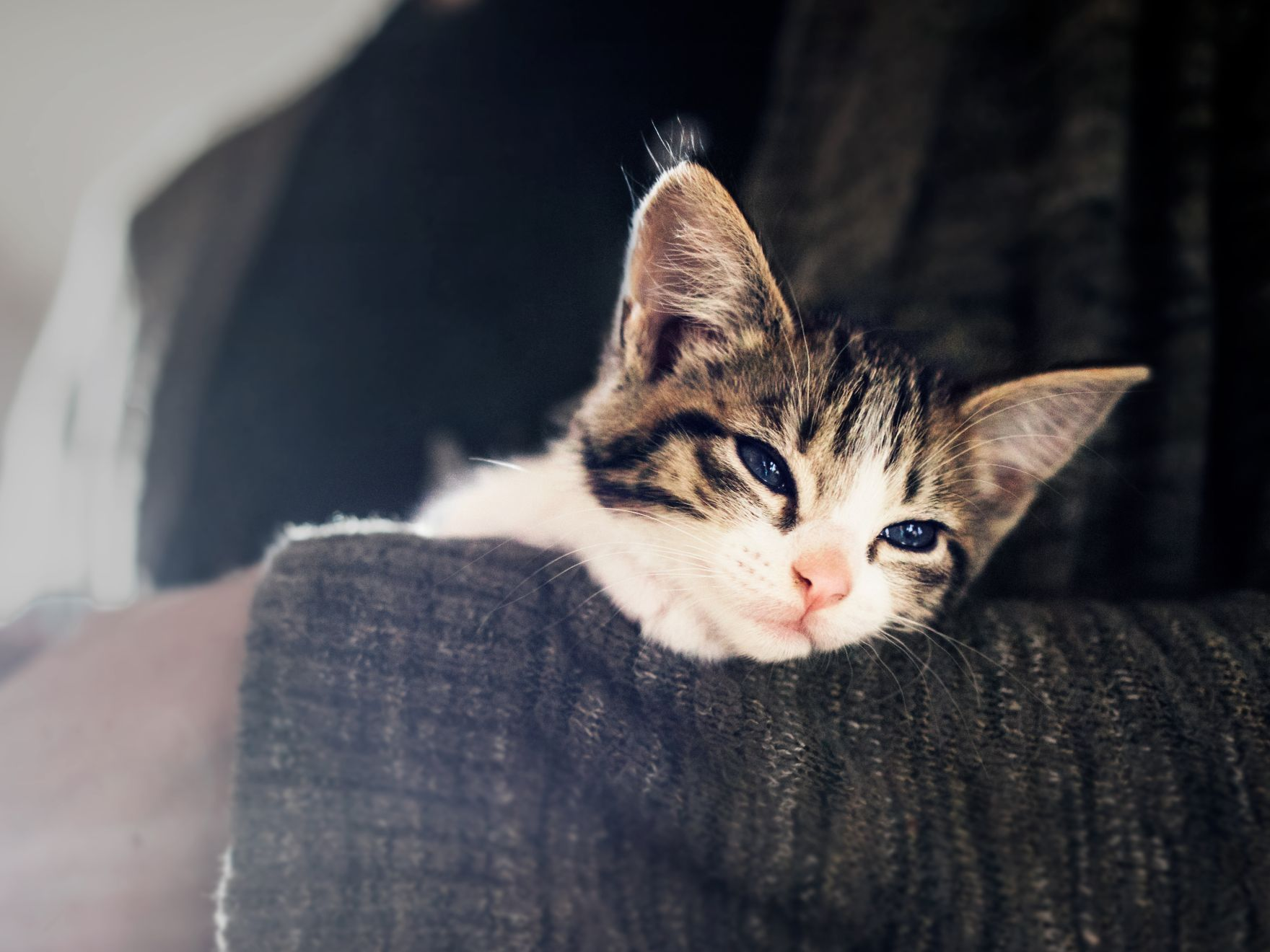Kitten valt in slaap in de armen van eigenaar
